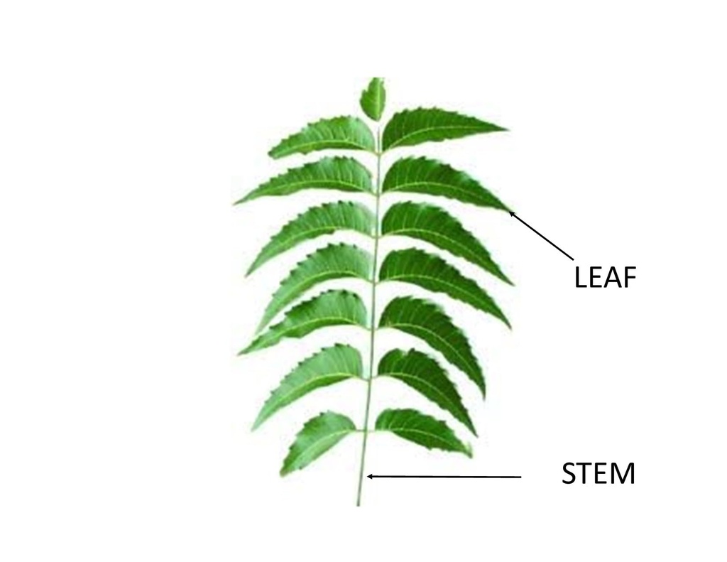 fresh-organic-neem-leaves-azadirachta-in-51u8SeBxsXL.jpg
