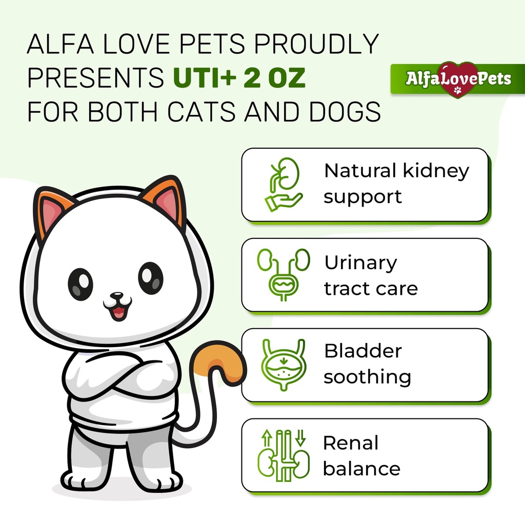 cat-uti-treatment-to-care-for-kidneys-an-71h-9JmrGOL.jpg