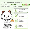 cat-uti-treatment-to-care-for-kidneys-an-71h-9JmrGOL.jpg