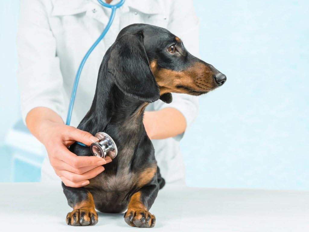 i-love-my-pets-llc-dog-protein-supplemen-2.jpg