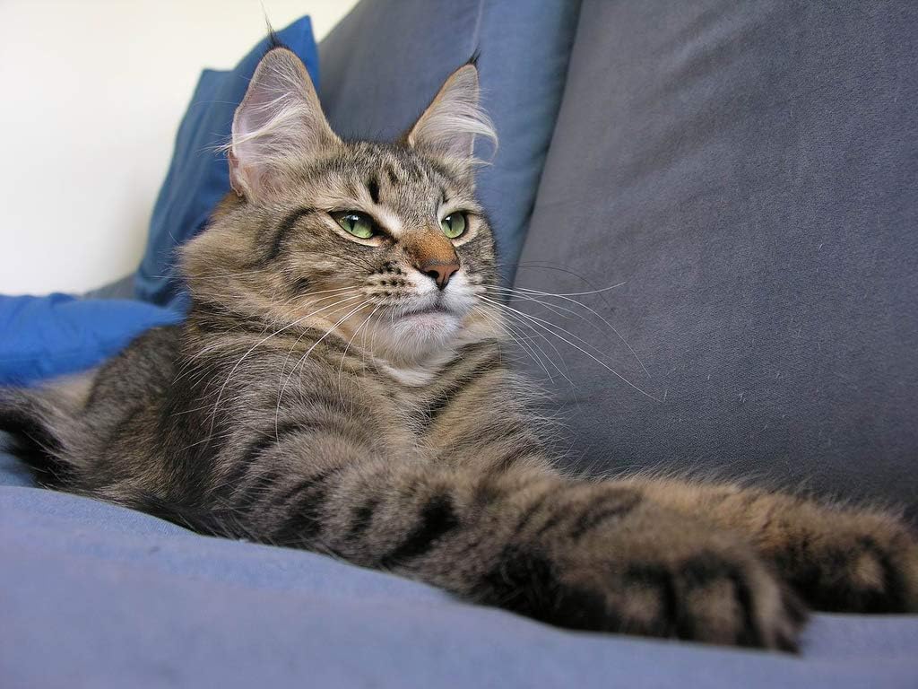 cat-eyesight-supplement---cats-eye-healt-5.jpg