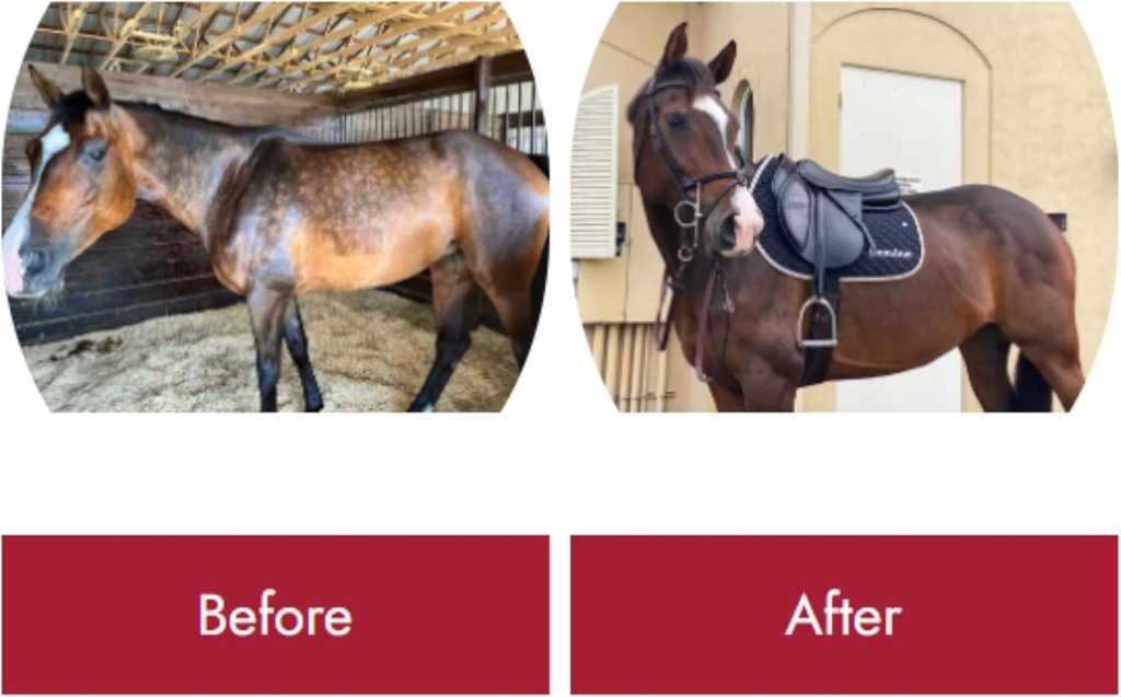 healthycoat-feed-supplement-for-horses-2-2.jpg